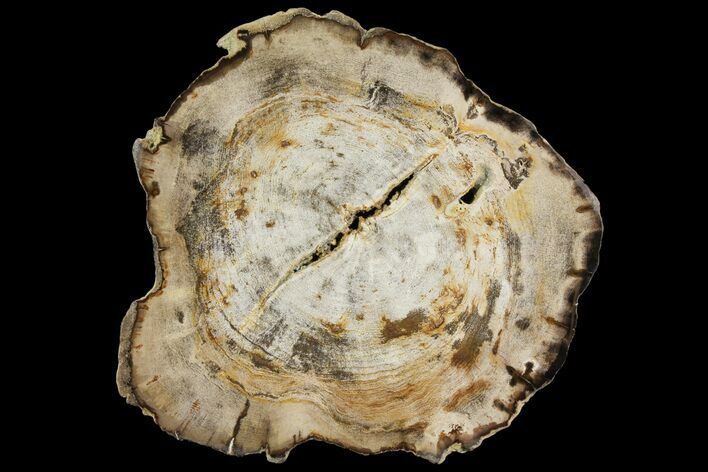 Polished Petrified Wood (Dicot) Round - Oregon #144665